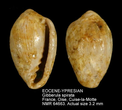 EOCENE-YPRESIAN Gibberula spirata.jpg - EOCENE-YPRESIANGibberula spirata(Cossmann,1889)